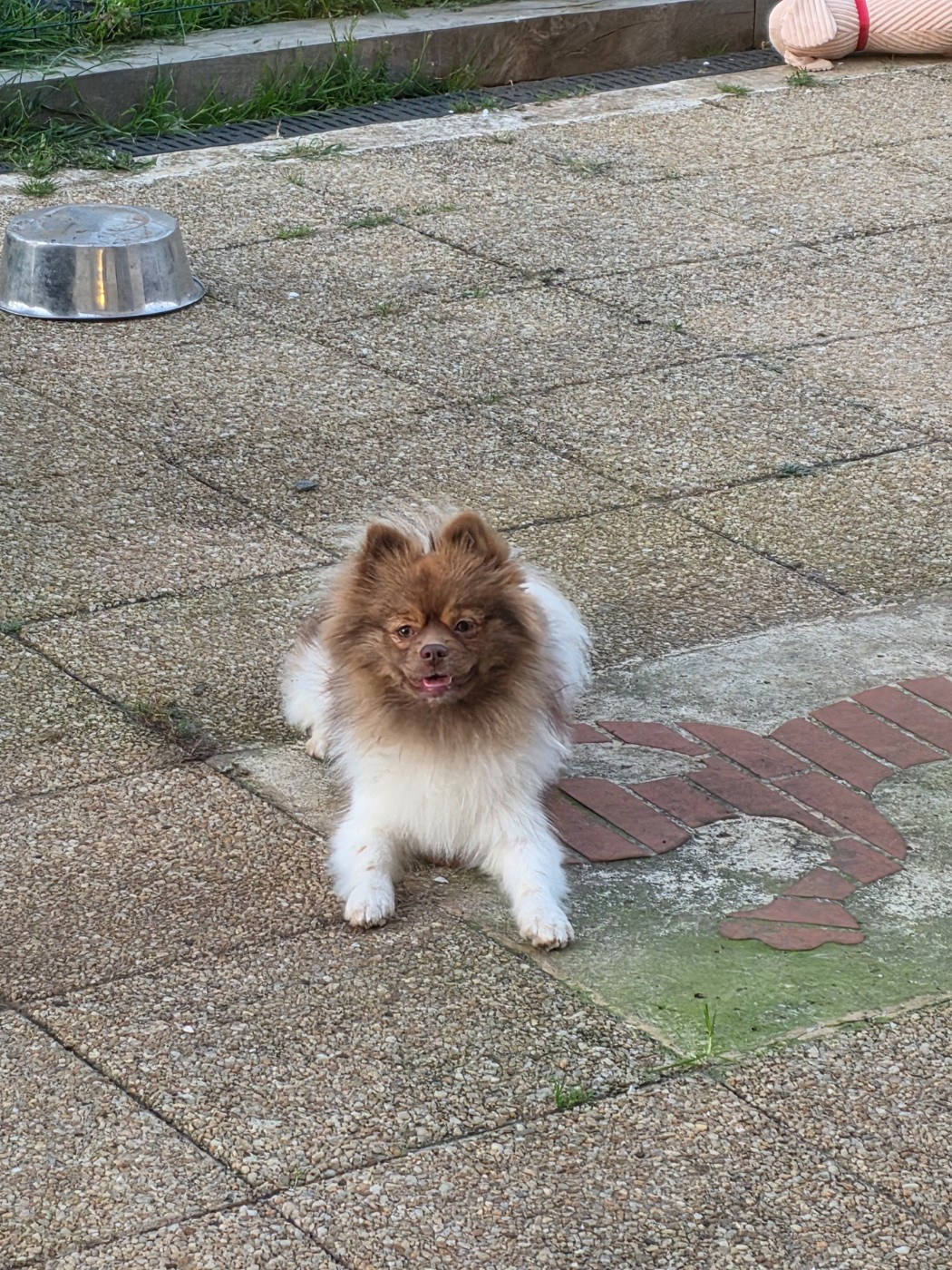 Les spitz