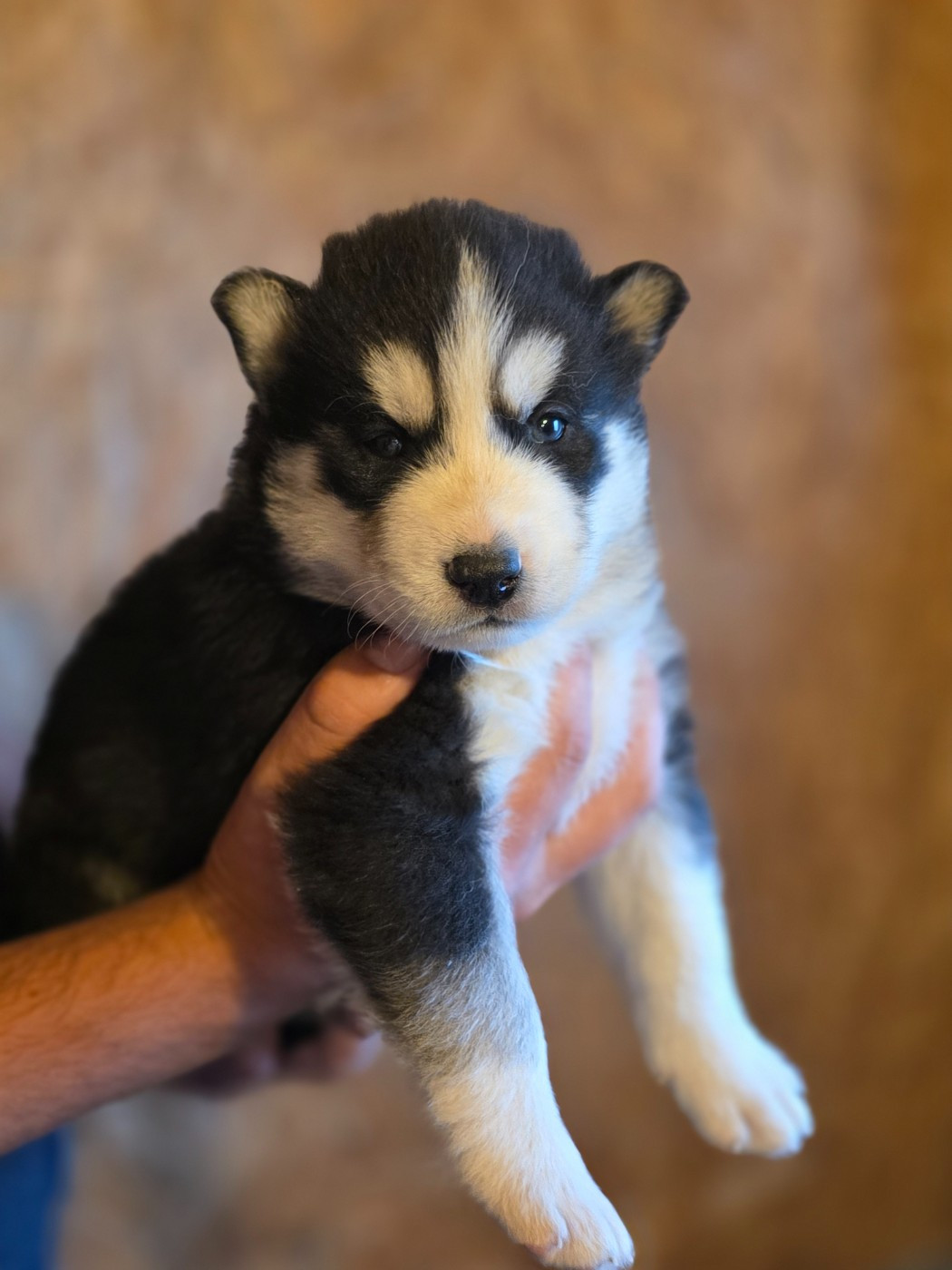 Gabriel Godo - Chiots disponibles - Siberian Husky
