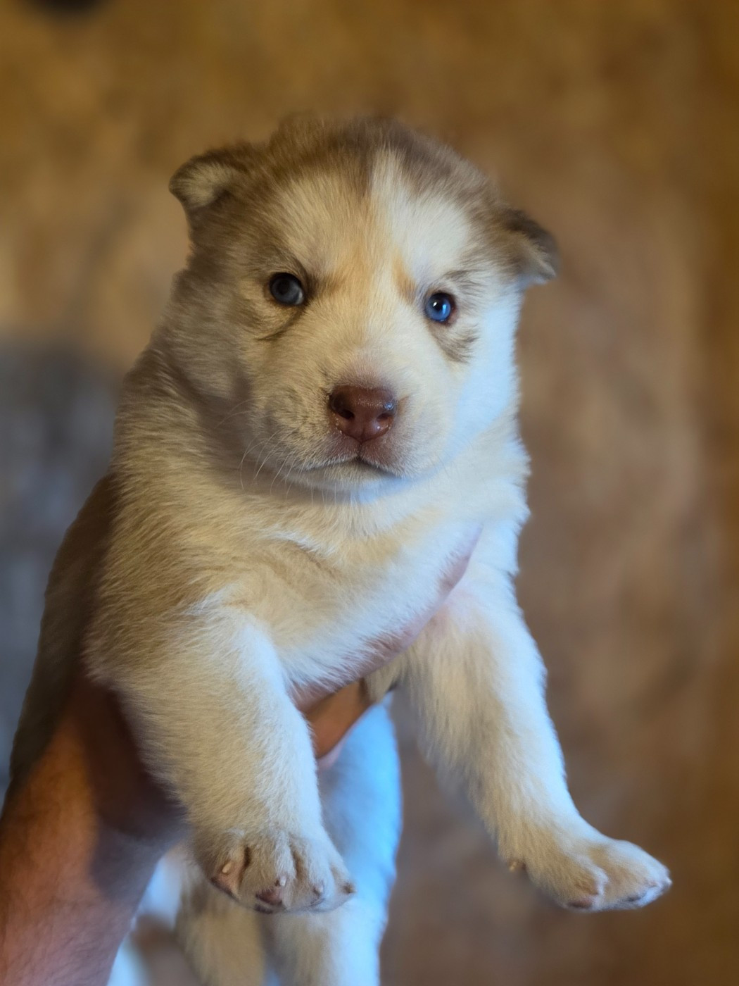 Gabriel Godo - Chiots disponibles - Siberian Husky