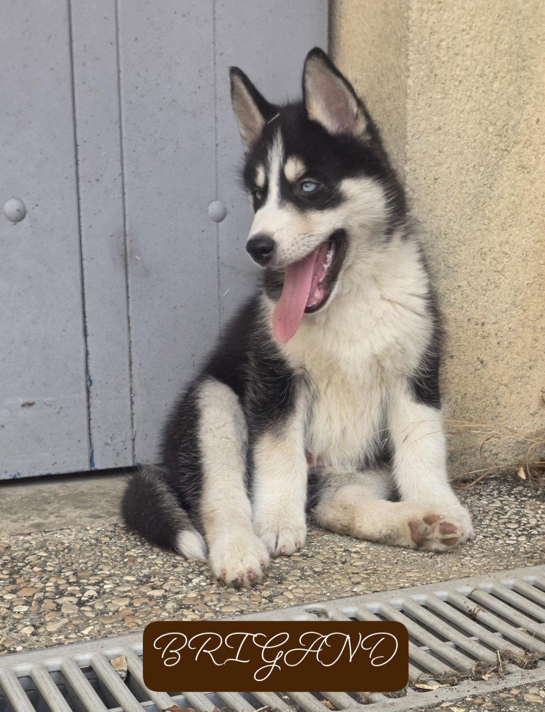 Gabriel Godo - Chiots disponibles - Siberian Husky