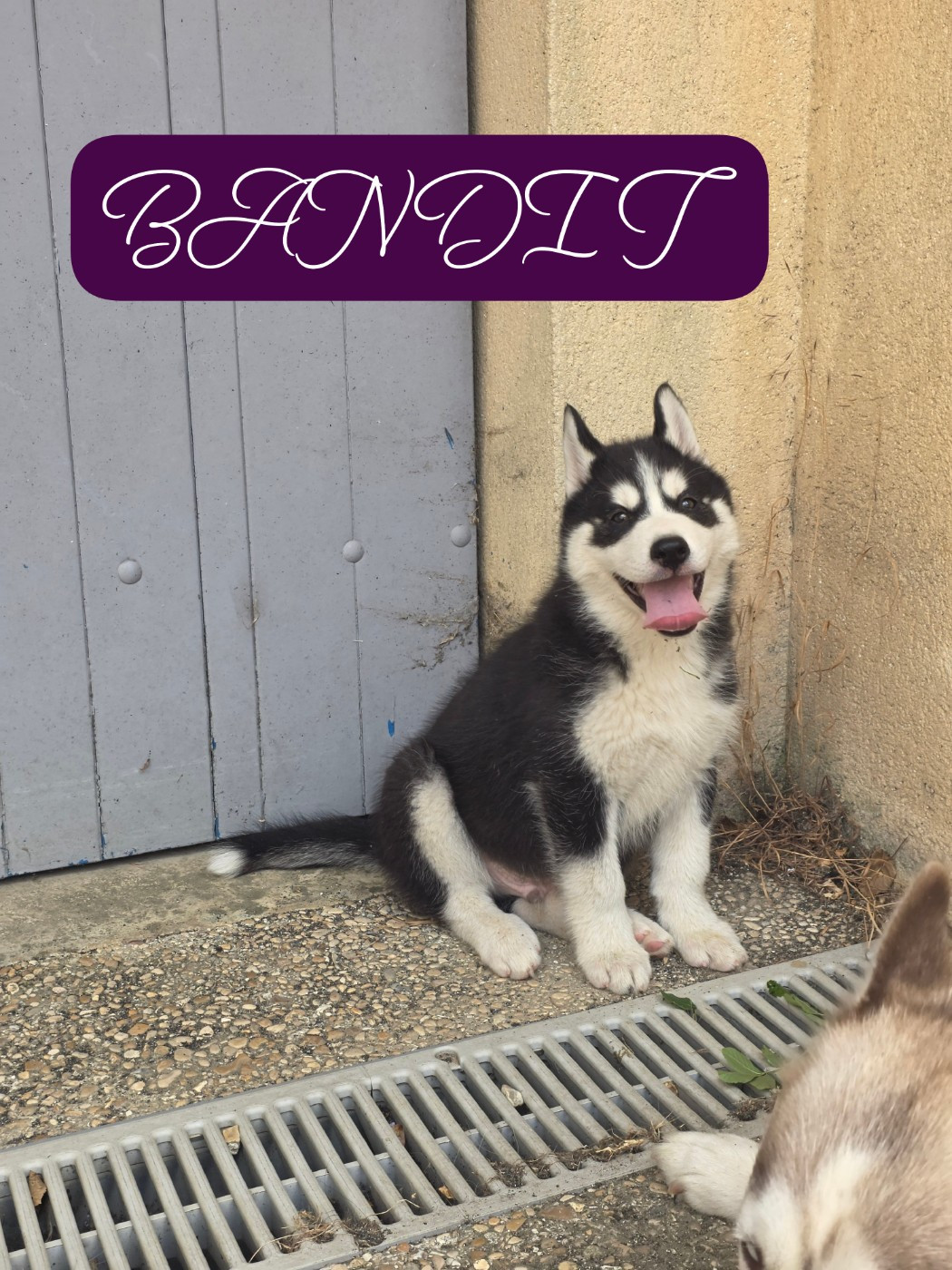 Gabriel Godo - Chiots disponibles - Siberian Husky