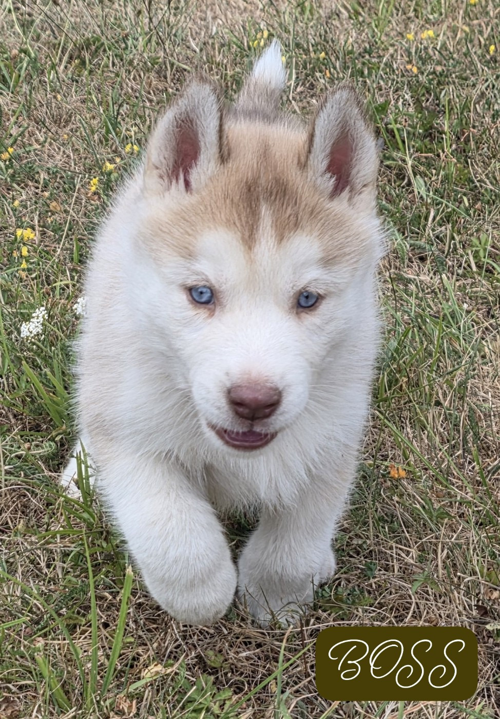 Gabriel Godo - Chiots disponibles - Siberian Husky