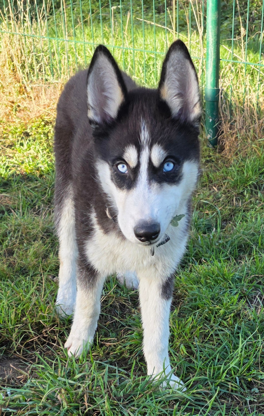 Gabriel Godo - Chiots disponibles - Siberian Husky