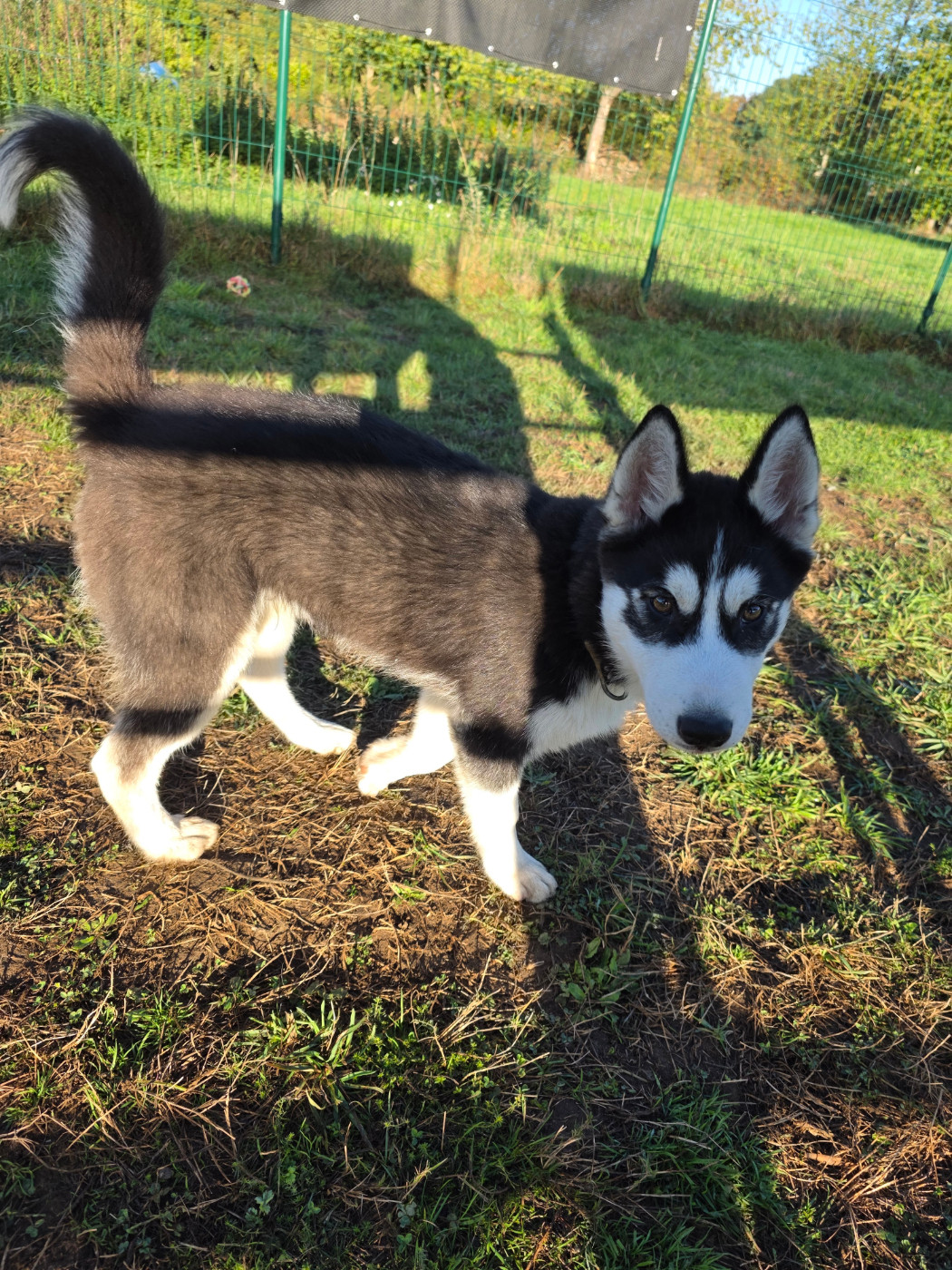 Gabriel Godo - Chiots disponibles - Siberian Husky