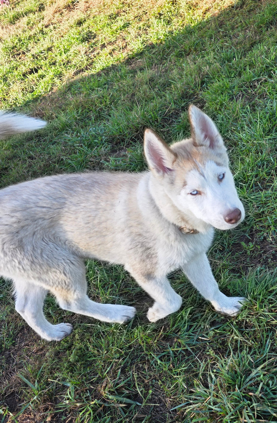 Gabriel Godo - Chiots disponibles - Siberian Husky