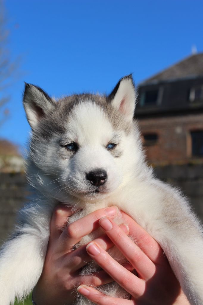 Gabriel Godo - Chiots disponibles - Siberian Husky