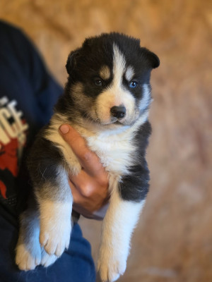 CHIOT 2
