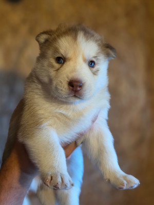 CHIOT 3
